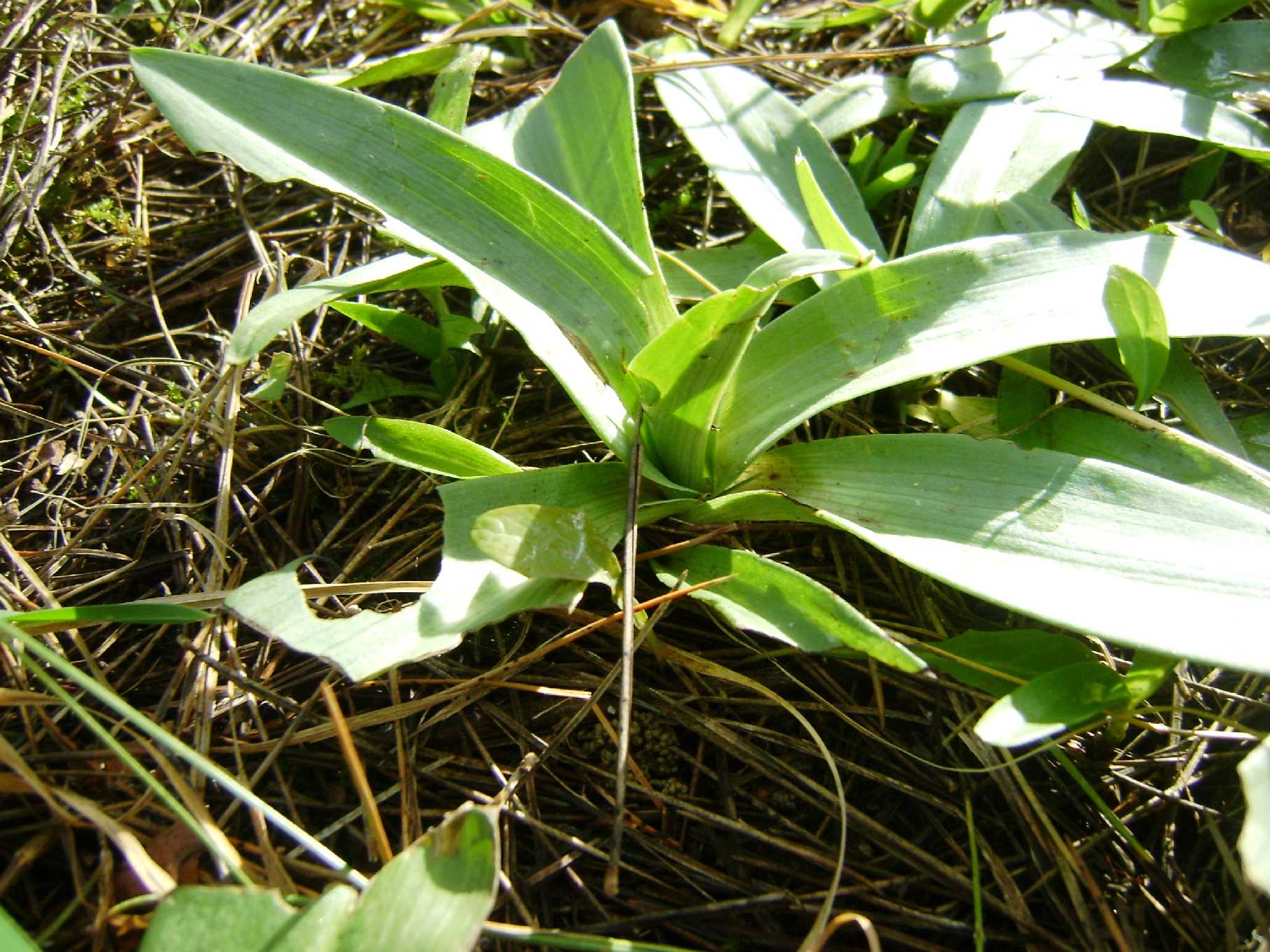 Ophrys sp.?